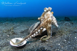 Coconut octopus (Lembeh) by Mathieu Foulquié 